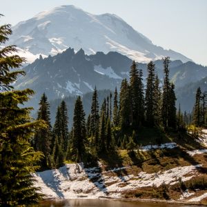 Photo of coniferous trees with light thawing snow on the ground and Mount Rainer in the background