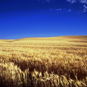 A Kansas wheat field
