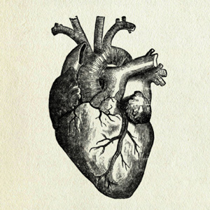 Old black and white medical illustration of a human heart