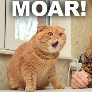 An orange cat yowling with the word MOAR! above it.