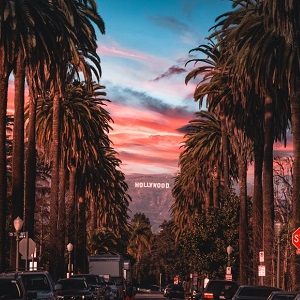 Palm trees with the Hollywood sign in the background