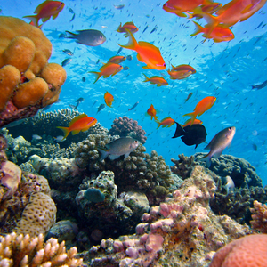 Underwater with coral and fish
