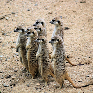 A pack of meerkats sitting up