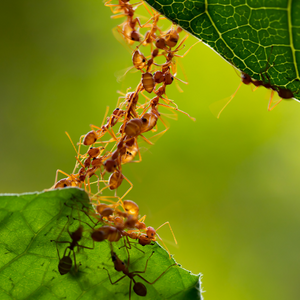 A group of ants build a bridge of ants from one leaf to another