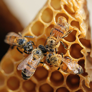 Four bees working over a honeycomb