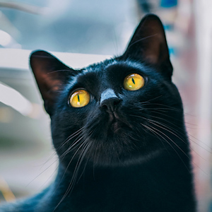 Black cat with yellow eyes looking up