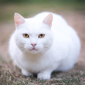 White cat crouching outside