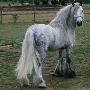 A shaggy pony in a field.