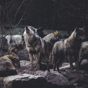 A pack of wolves howling