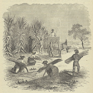 Artistic rendering of slaves cutting sugarcane