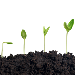 Various stages of a seedling growing in dirt