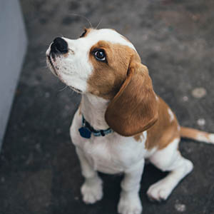 A beagle puppy