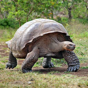 Galapagos turtle walking