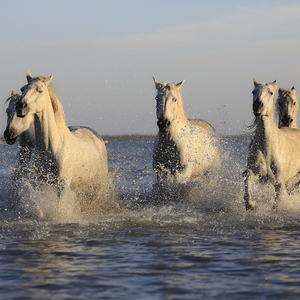 Wild horses running through the water