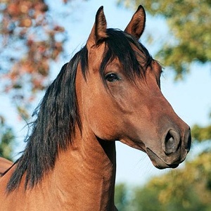 Close up of a brown horse with a black mane