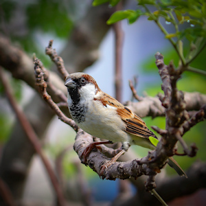 A sparrow sitting on a tree branch