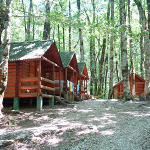 cabins in the woods