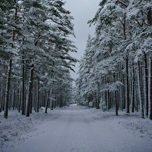 Cloudy twilight afternoon on a winter road covered in snow with large, looming trees on either side