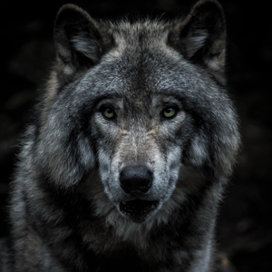 grey wolf