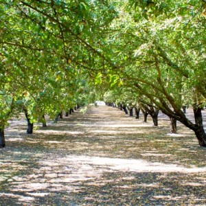 California central valley, a path lined with vines