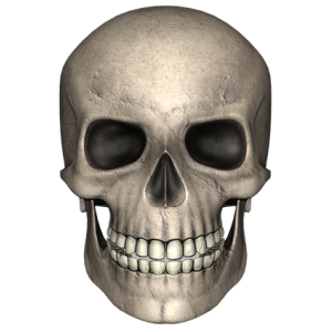 Human skull