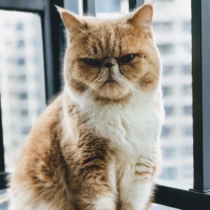 A brown and white cat with a very grumpy expression