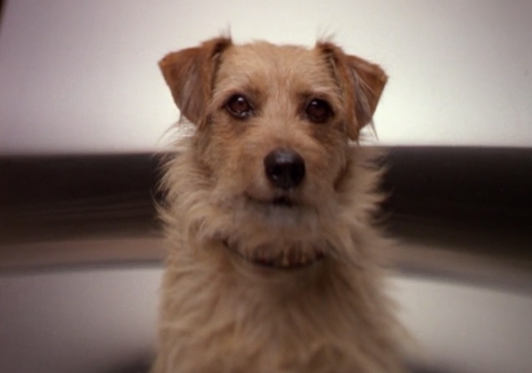 Lucky, a light brown slightly shaggy and super cute dog