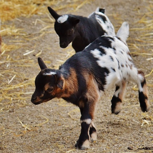 Two baby goats on the move