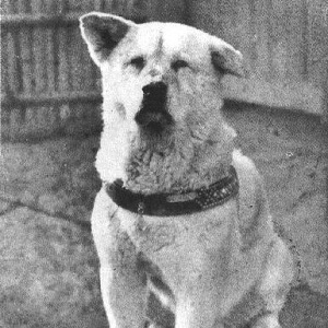 Hachikō in his later years