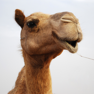 A close up of a smiling camel.