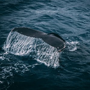 a whale tale vanishing below the water