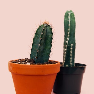 Two potted cacti, one is taller than the other