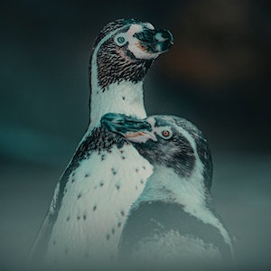 Two penguins look toward the camera