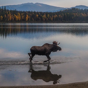 A moose walks through a lake in front of a forest and mountain