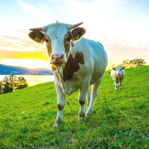 A cow in a field at sunset.