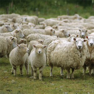A bunch of sheep in a field