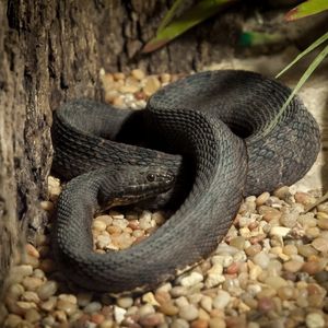 A curled up black snake on rocks.