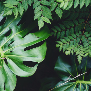 A close up of a group of various green leaves