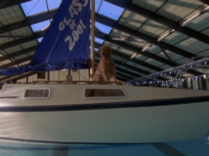 A sailboat with a flag reading "Class of 2001" and a golden shepherd sitting on top, floating in the middle of the school pool