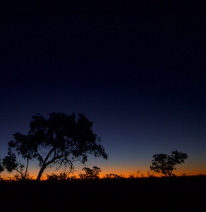 Trees in front of a dark sky with a band of orange light on the horizon line